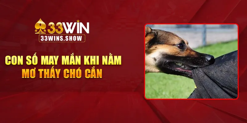 Con số may mắn khi nằm mơ thấy chó cắn