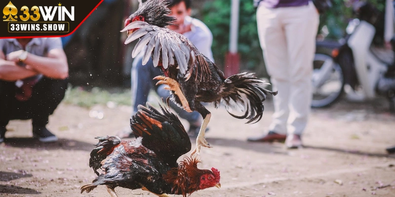 Đá gà trực tiếp C5 mang đến những trận chiến cực kỳ mãn nhãn